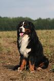 BOUVIER BERNOIS 591